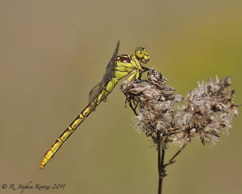 Stylurus ivae, female